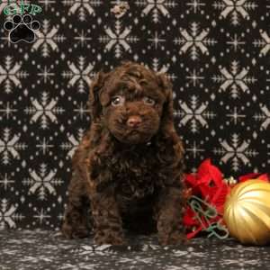 Ulannie, Toy Poodle Puppy